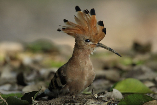 bird-watching-chitwan