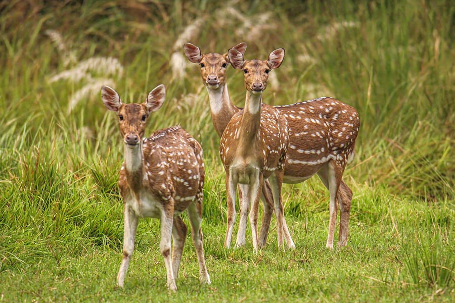 chitwan-nature-and-culture-escape