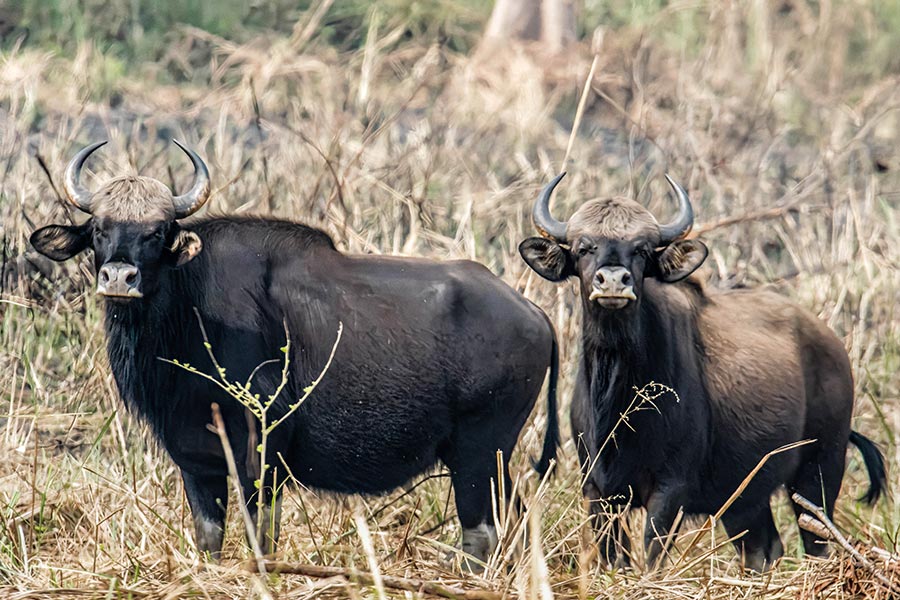 chitwan-wildlife-encounter