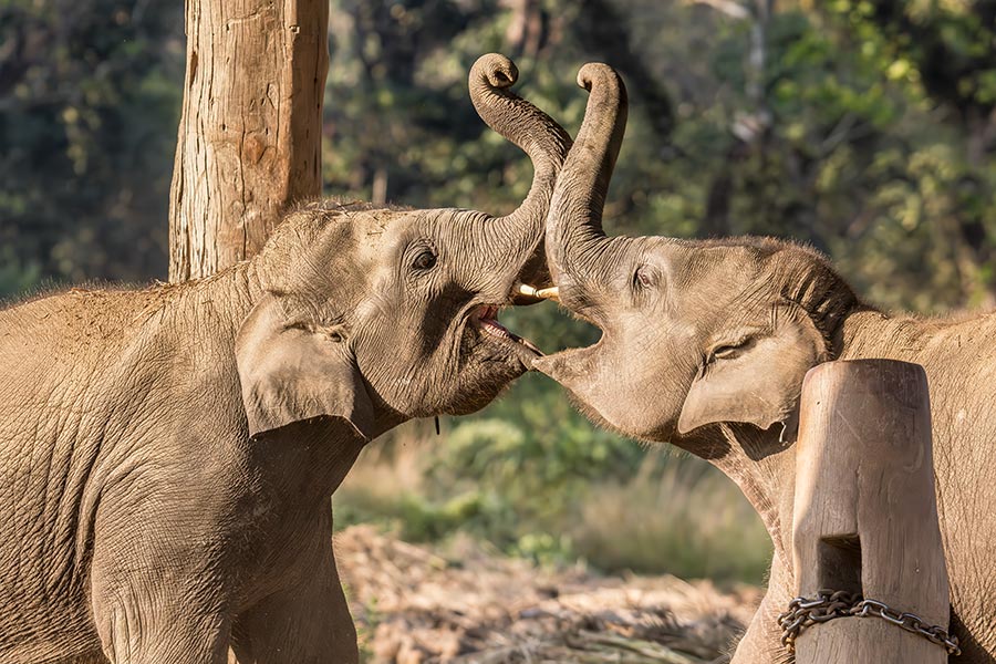 elephant-breeding-centre-chitwan-sauraha