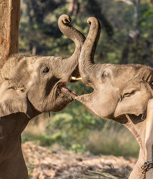 elephant-breeding-centre