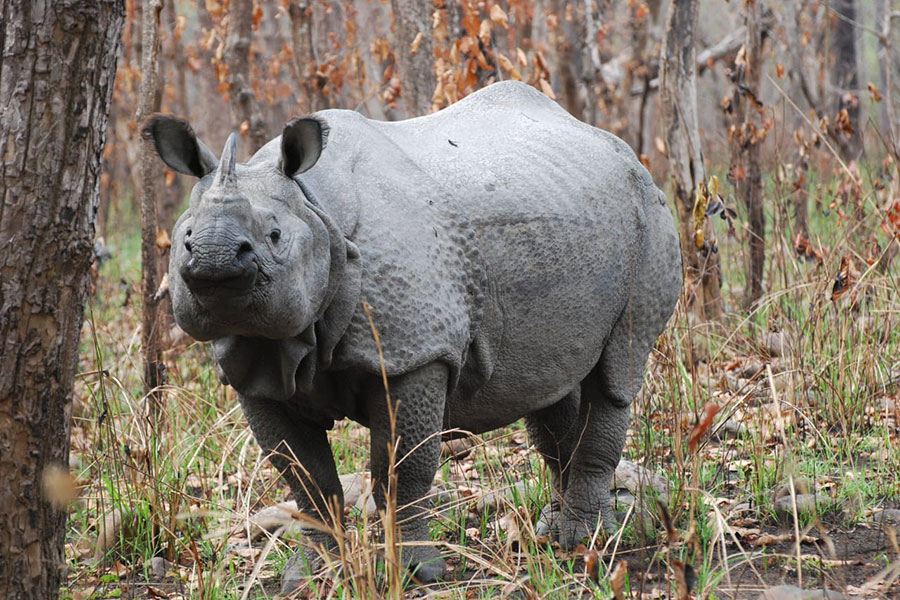 half-full-day-jungle-walk