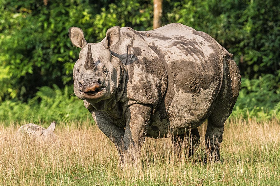 jeep-safari-chitwan-national-park