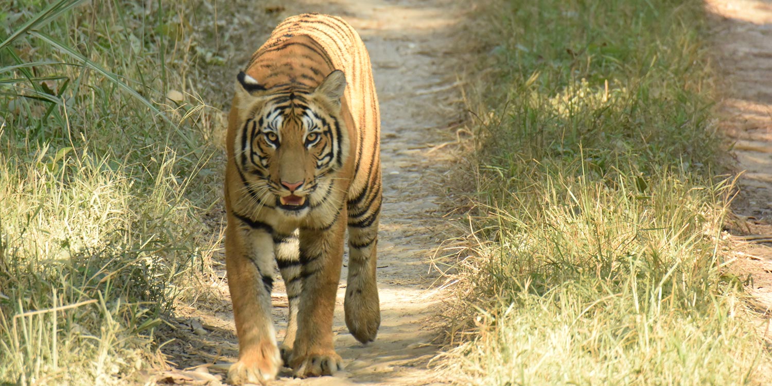 safari-tour-office-chitwan-packages