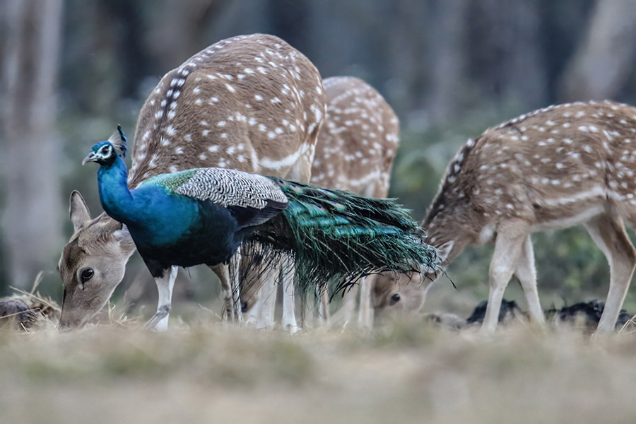 safari-tour-office-chitwan