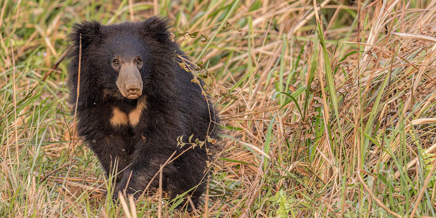 safari-tour-packages