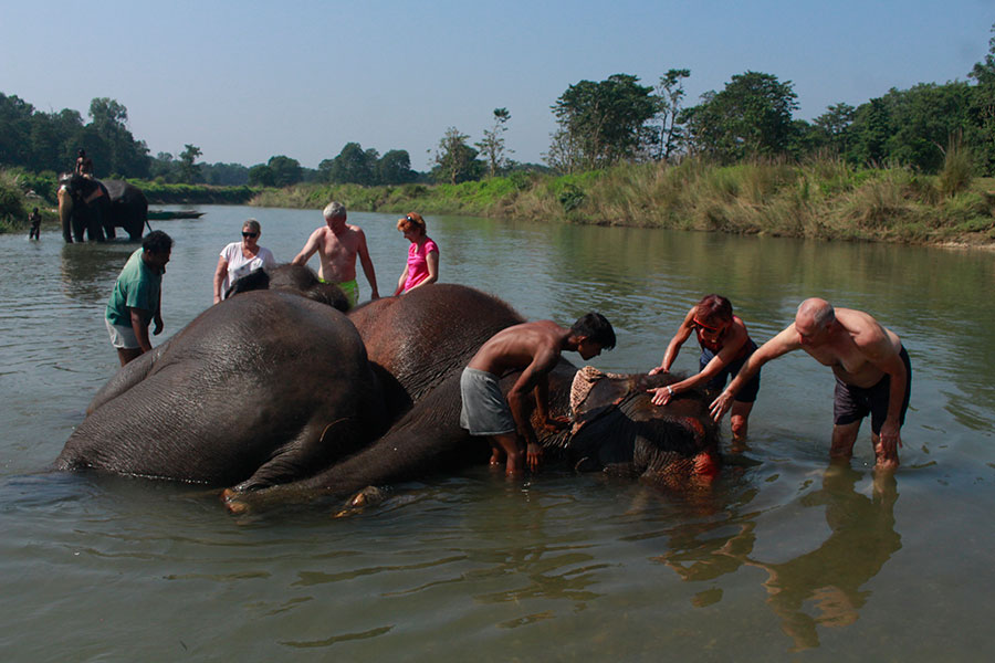 swimming-with-elephant
