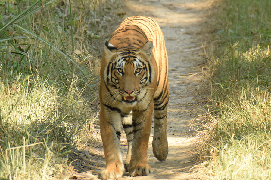 tiger-tracking