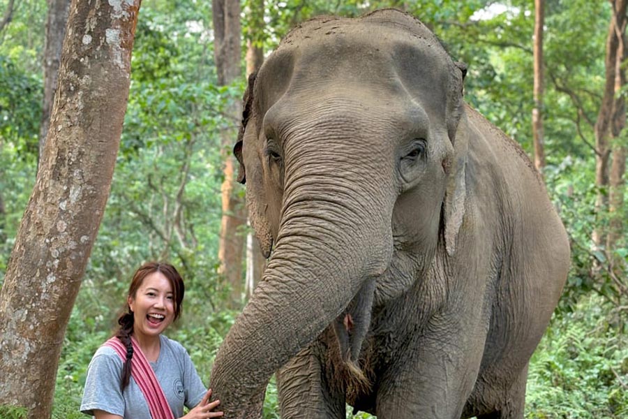 walking-with-elephant-inside-the-jungle